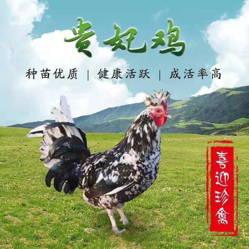 贵妃鸡，贵妃鸡苗，场家直销一手货源，出壳苗必打疫苗