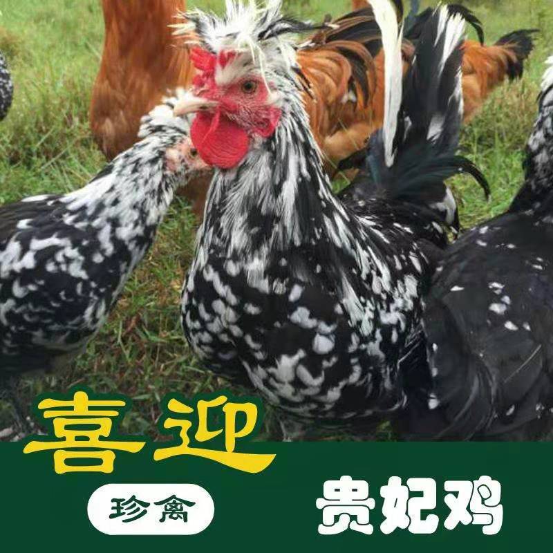 贵妃鸡，贵妃鸡苗，场家直销一手货源，出壳苗必打疫苗