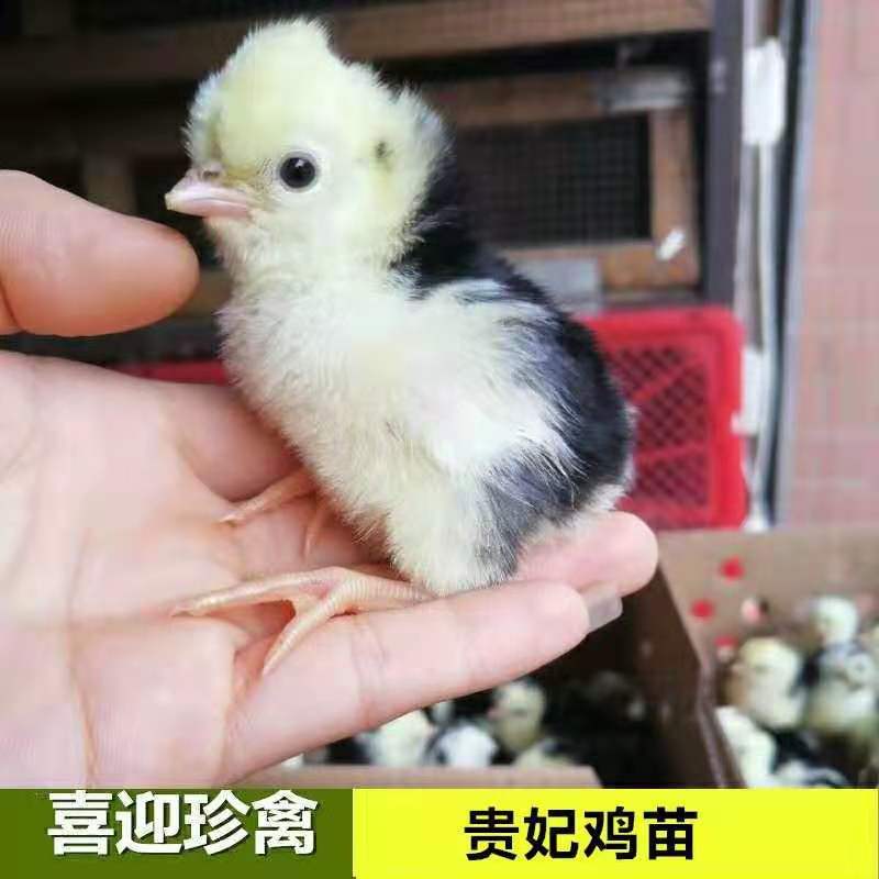 贵妃鸡，贵妃鸡苗，场家直销一手货源，出壳苗必打疫苗