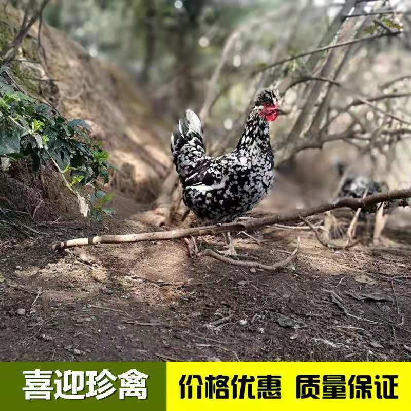 贵妃鸡，贵妃鸡苗，场家直销一手货源，出壳苗必打疫苗