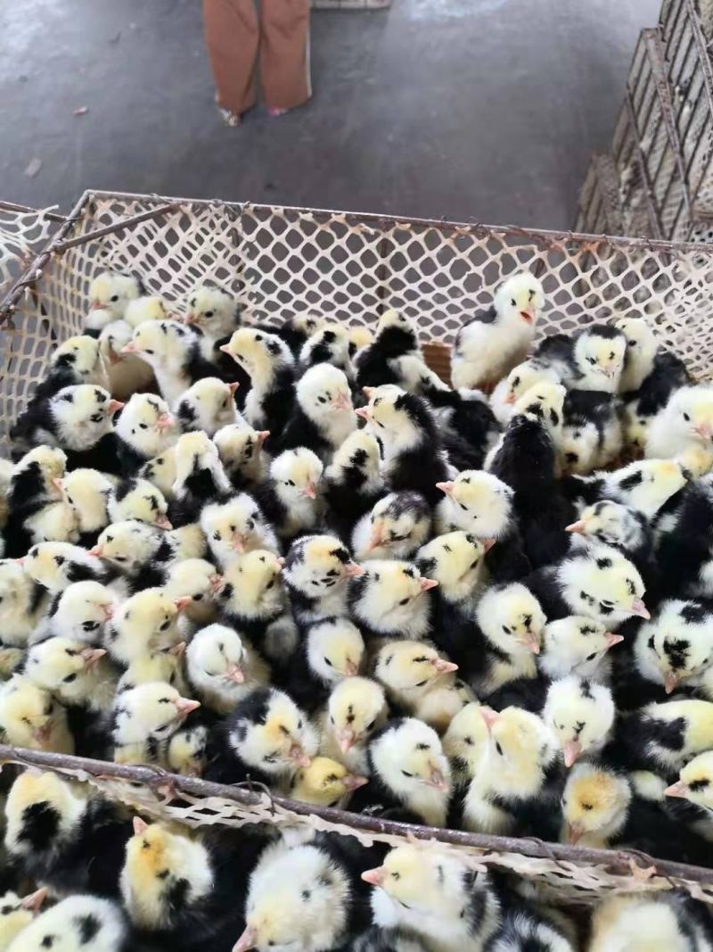 贵妃鸡，贵妃鸡苗，场家直销一手货源，出壳苗必打疫苗