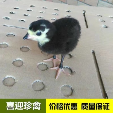 火鸡苗，贝蒂拉火鸡苗，尼古拉火鸡苗，青铜火鸡苗，成品火鸡