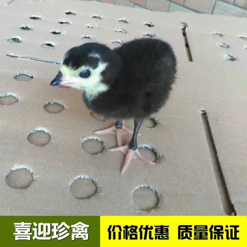 火鸡苗，贝蒂拉火鸡苗，尼古拉火鸡苗，青铜火鸡苗，成品火鸡