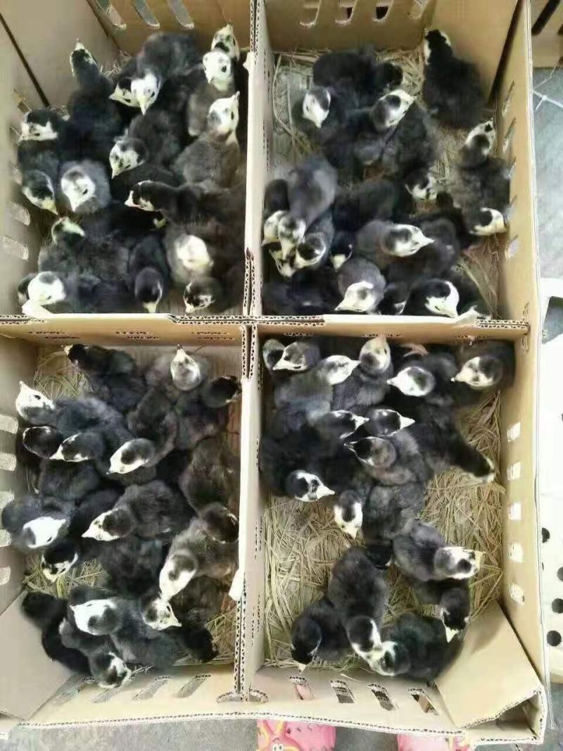 火鸡苗，贝蒂拉火鸡苗，尼古拉火鸡苗，青铜火鸡苗，成品火鸡