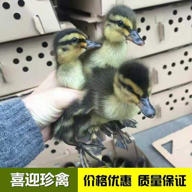 绿头鸭，水鸭，鸭苗，青头鸭，场家直销一手货源