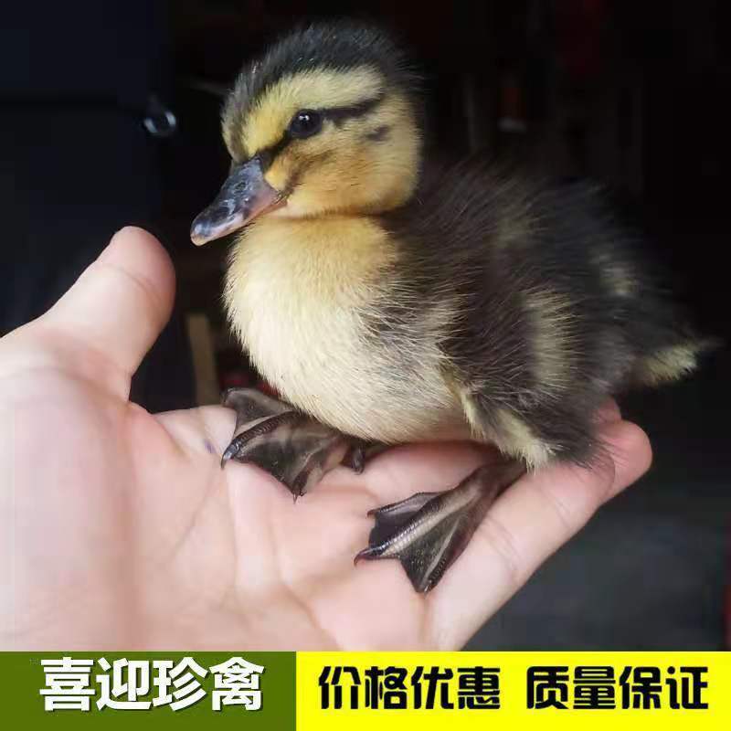 绿头鸭，水鸭，鸭苗，青头鸭，场家直销一手货源
