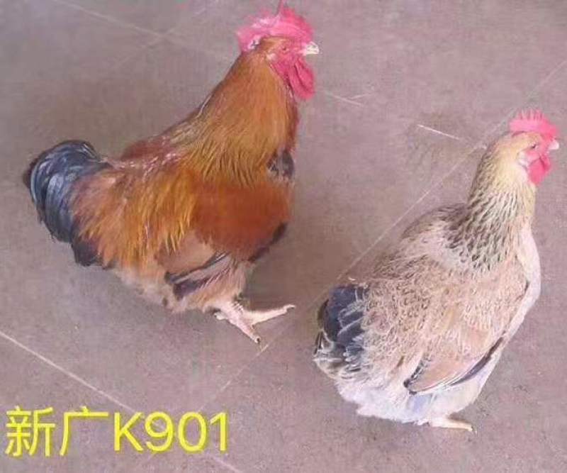 新广901母鸡苗，新广901鸡苗公场家直销，一手货源