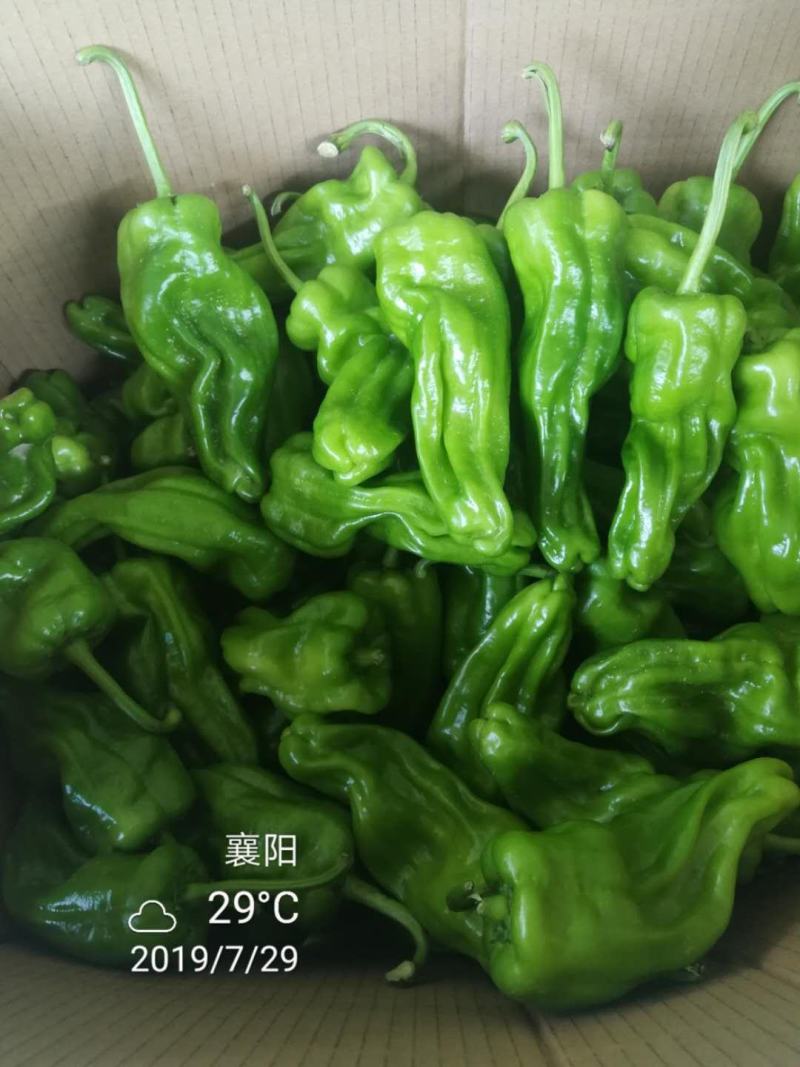 【热门产品】薄皮辣椒种子科技之光大果型特高产抗病皱皮