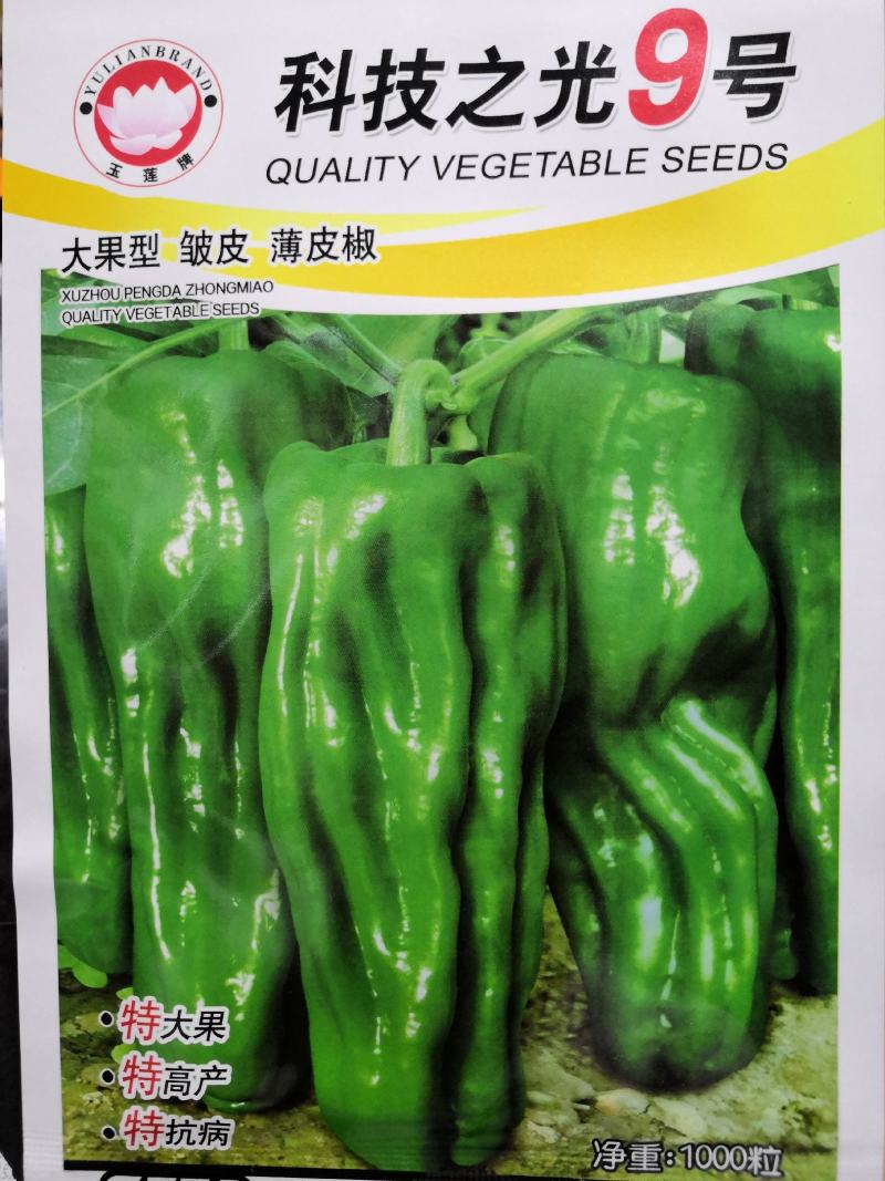 【热门产品】薄皮辣椒种子科技之光大果型特高产抗病皱皮