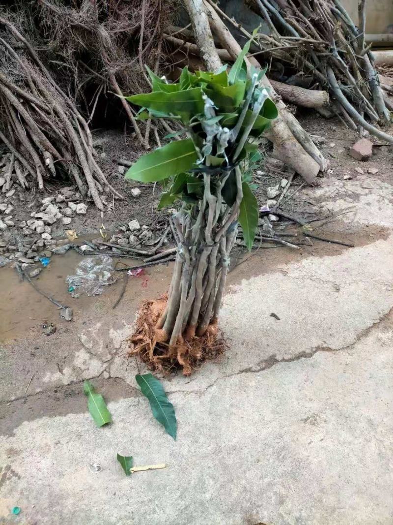 台农芒果嫁接苗南方北方可盆栽地栽庭院种植