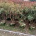 琴叶珊瑚漳州市供应绿庭院设计，琴叶珊瑚，产地直销价大规格