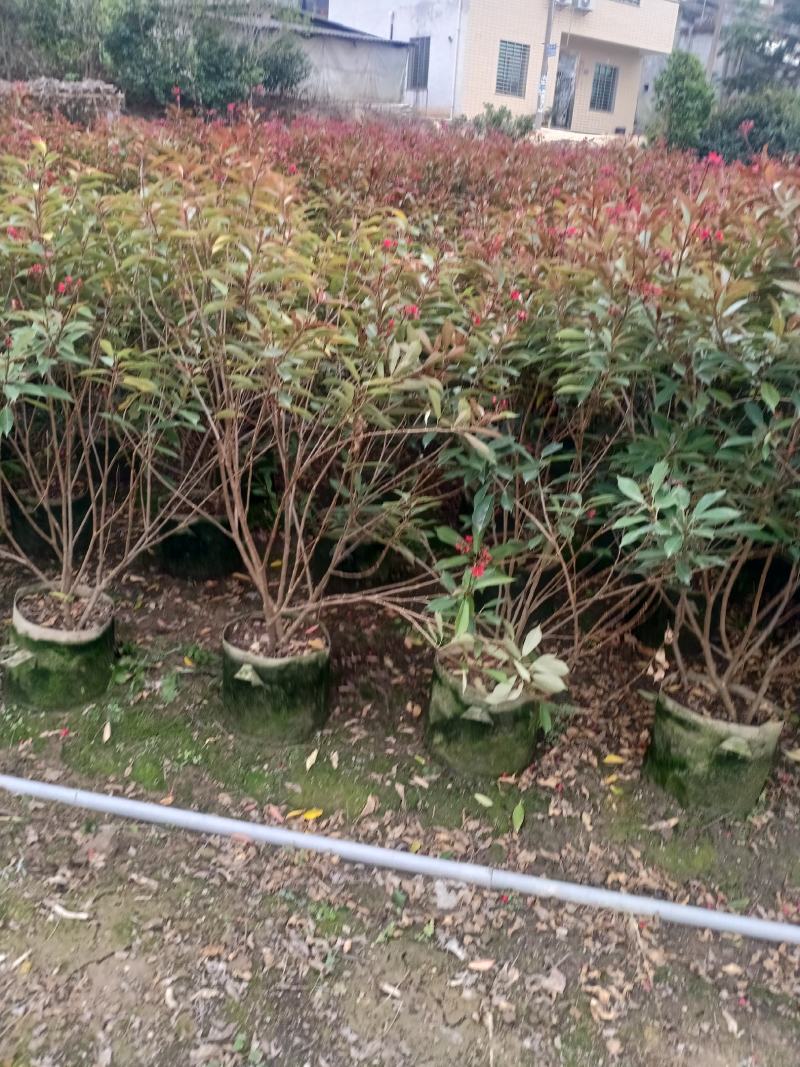 琴叶珊瑚漳州市供应绿庭院设计，琴叶珊瑚，产地直销价大规格