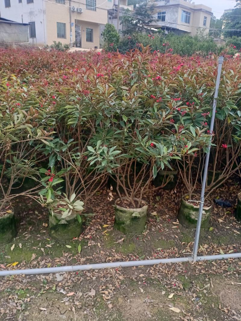 琴叶珊瑚漳州市供应绿庭院设计，琴叶珊瑚，产地直销价大规格