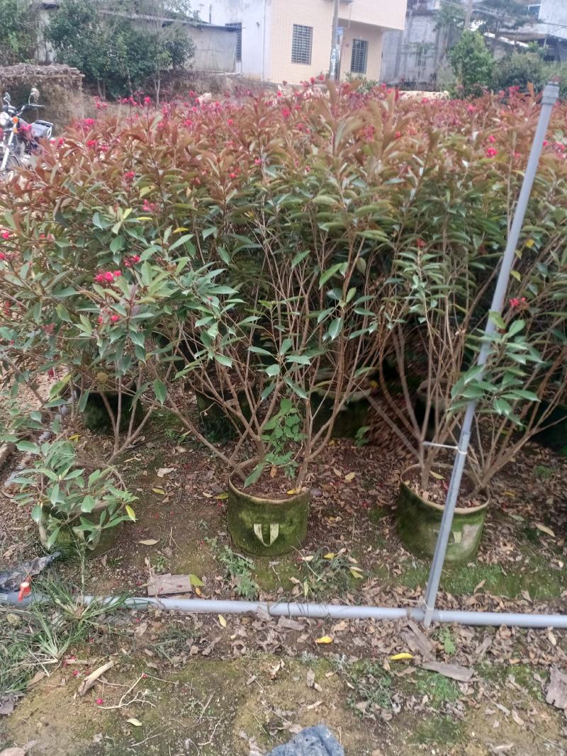 琴叶珊瑚漳州市供应绿庭院设计，琴叶珊瑚，产地直销价大规格