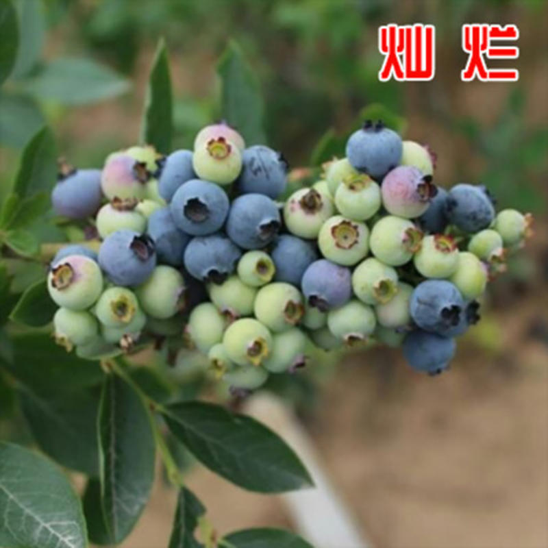 四季常青蓝莓苗，南北方种植，庭院种植盆栽地栽蓝莓果树苗