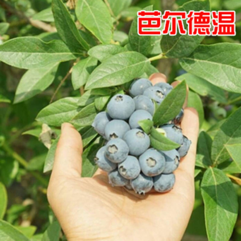 四季常青蓝莓苗，南北方种植，庭院种植盆栽地栽蓝莓果树苗