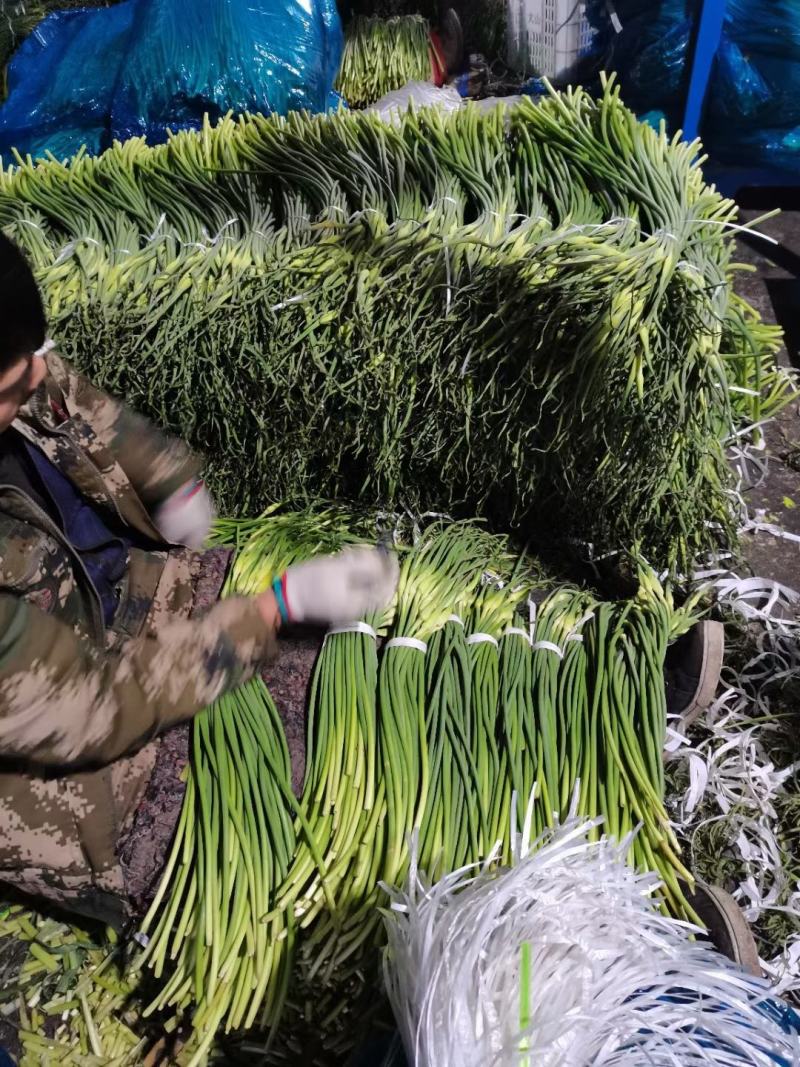 金乡红帽蒜苔已开始上市，苔条好。