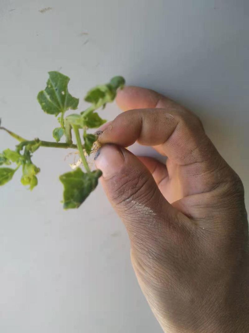 土贝母维西县农户种植