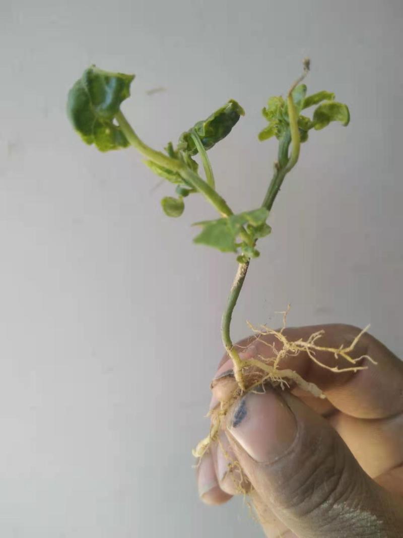 土贝母维西县农户种植