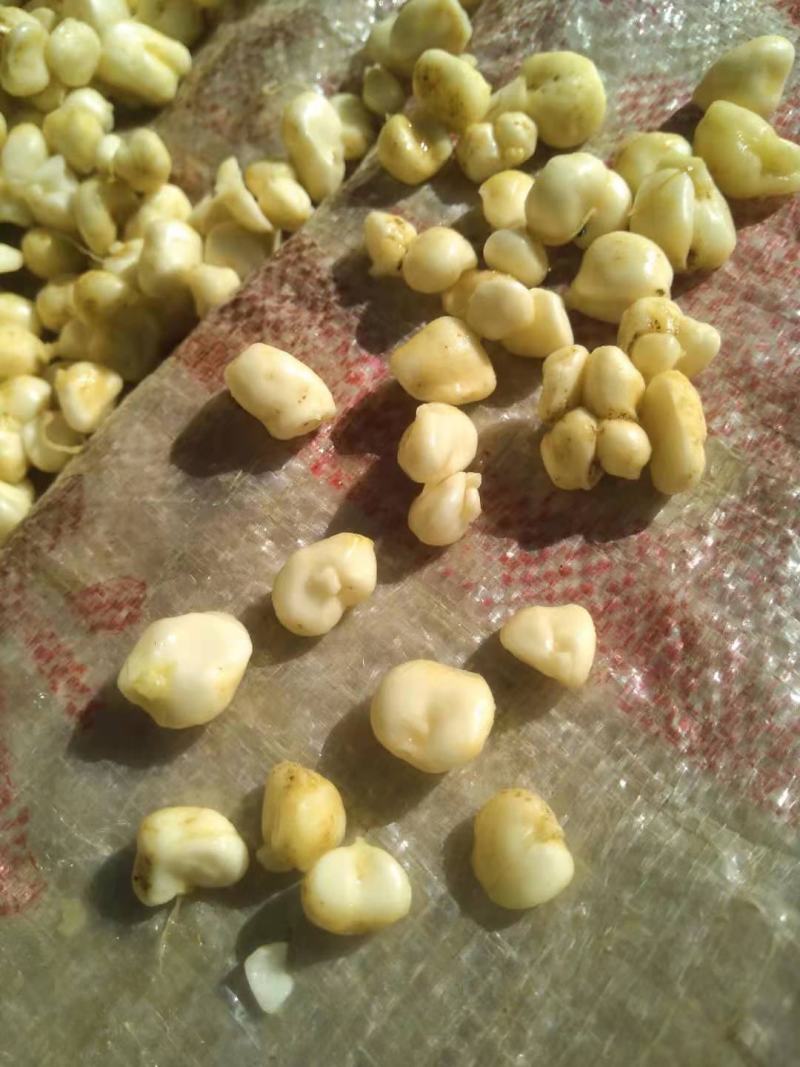 土贝母维西县农户种植