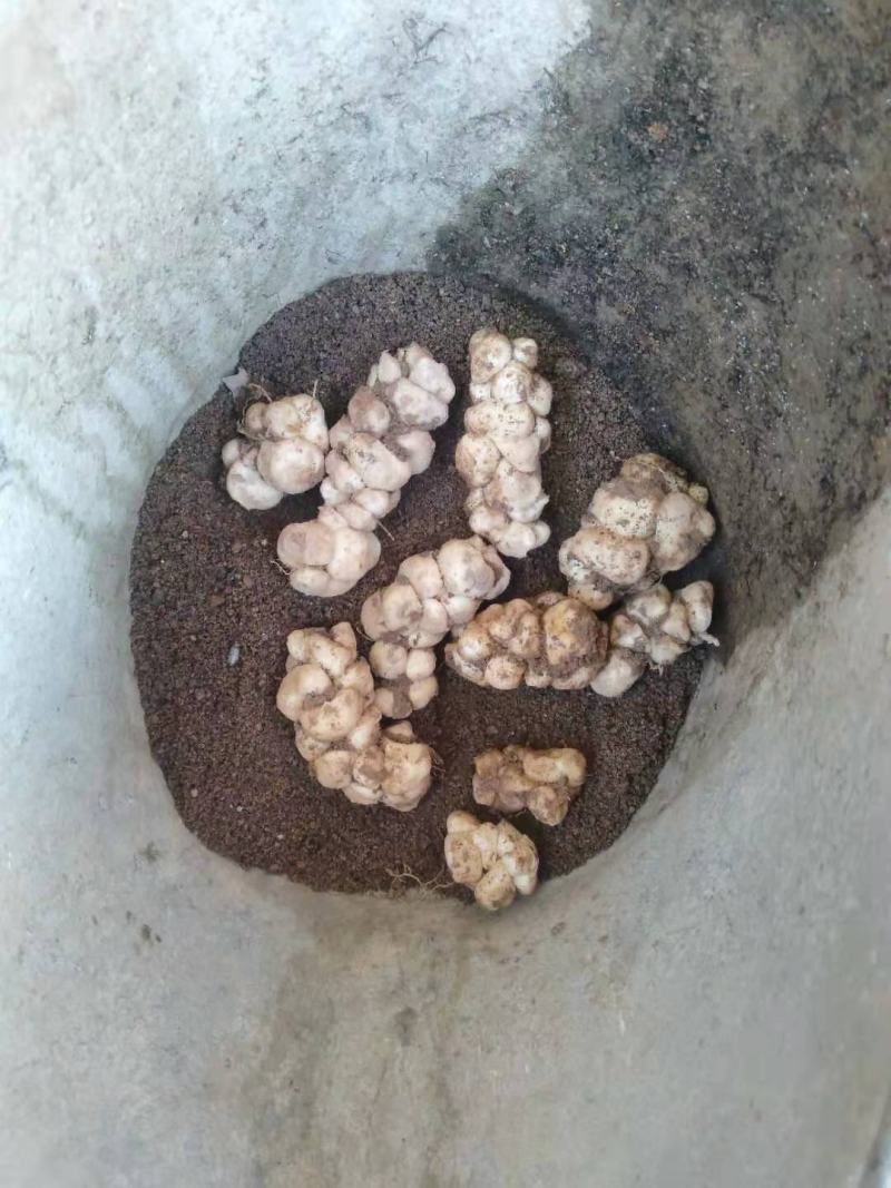 土贝母维西县农户种植