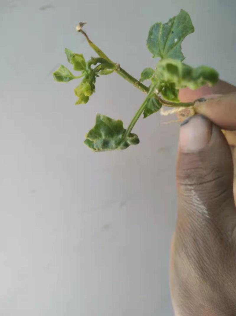 土贝母维西县农户种植