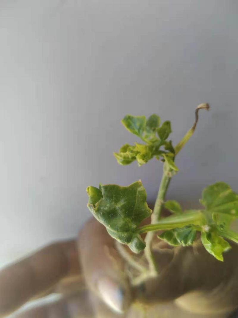 土贝母维西县农户种植