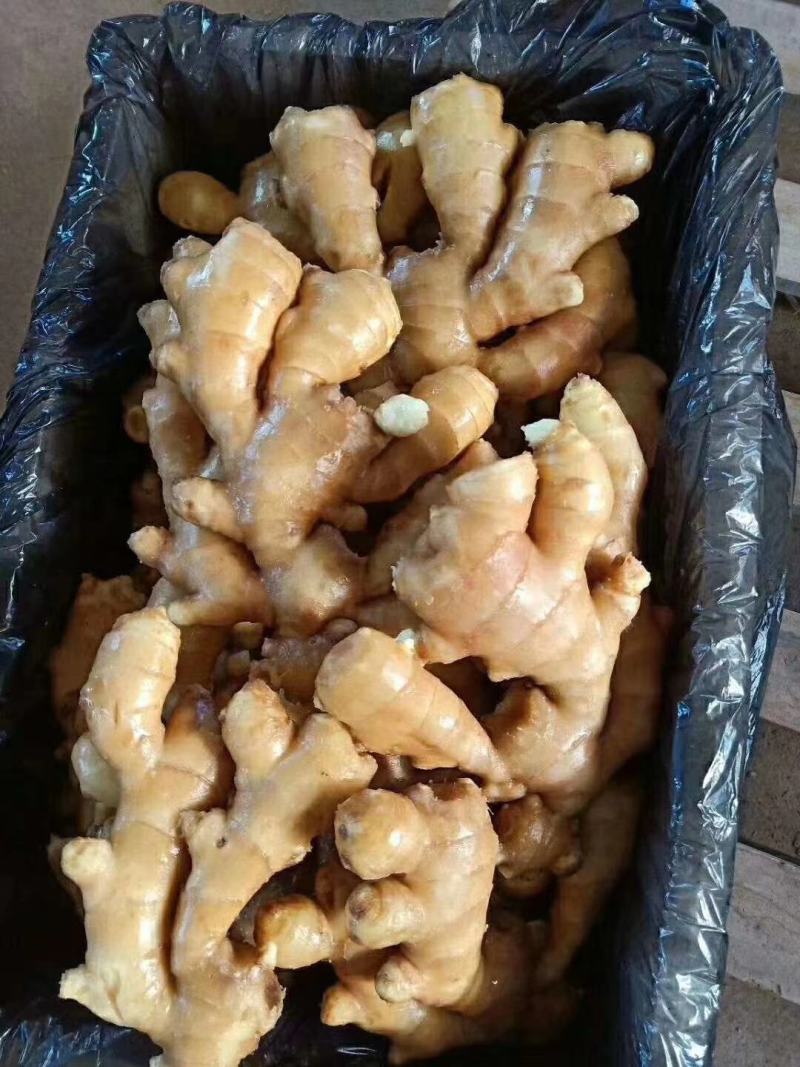 大黄姜，山东临沂市沂水县大黄姜种植基地，一手货源