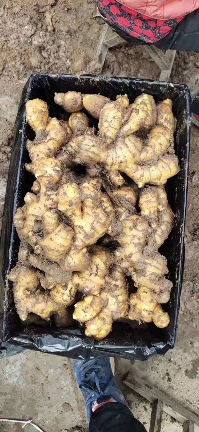 大黄姜，山东临沂市沂水县大黄姜种植基地，一手货源