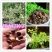 散装印度辣木籽辣木种可食用可种植全新种子出芽率好家庭园艺