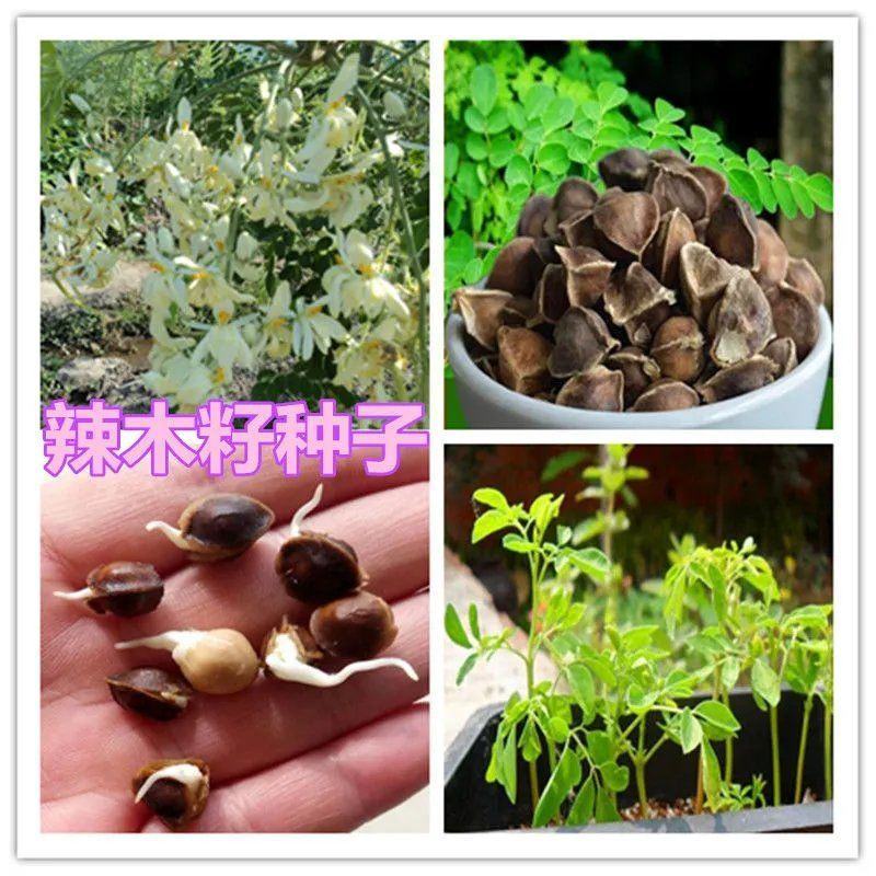 散装印度辣木籽辣木种可食用可种植全新种子出芽率好家庭园艺