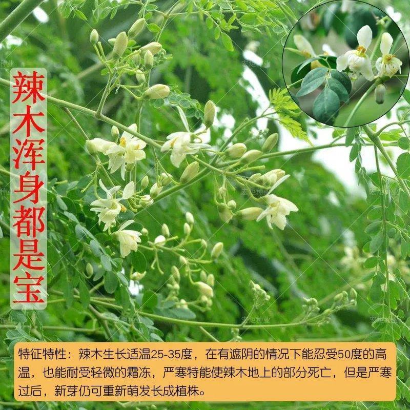 散装印度辣木籽辣木种可食用可种植全新种子出芽率好家庭园艺