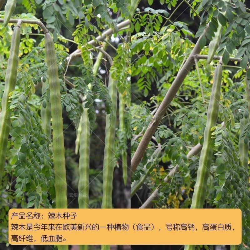 散装印度辣木籽辣木种可食用可种植全新种子出芽率好家庭园艺