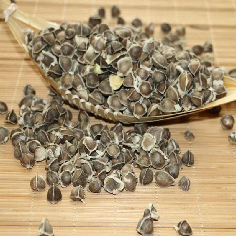 散装印度辣木籽辣木种可食用可种植全新种子出芽率好家庭园艺