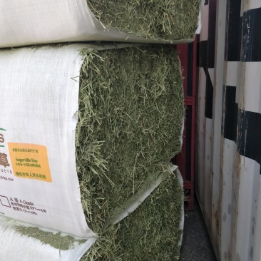 美国贝利一级进口苜蓿港口现货