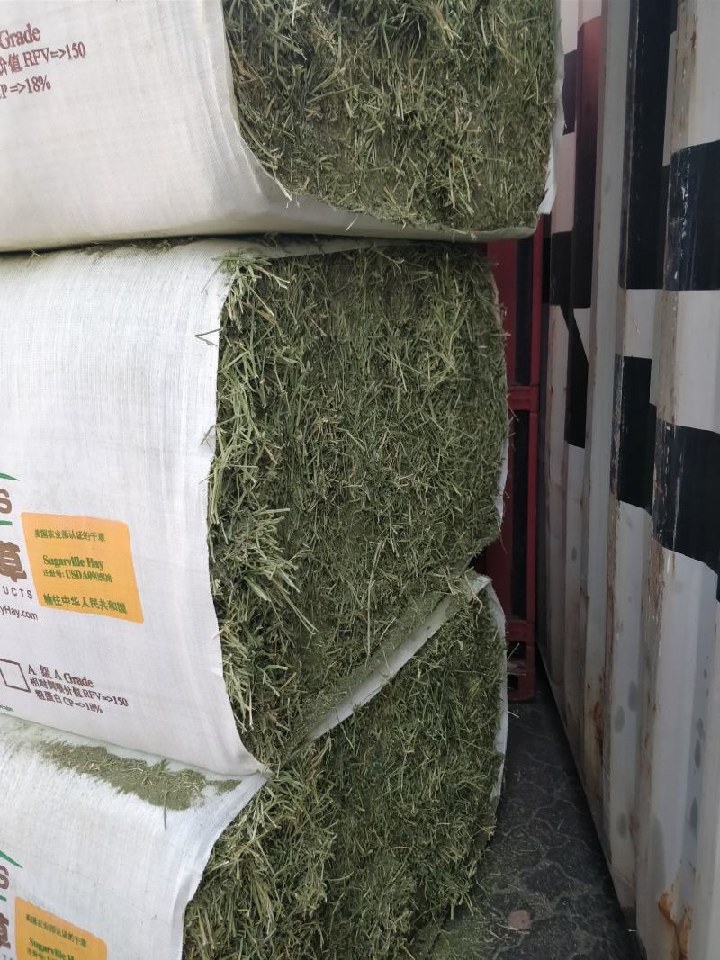 美国贝利一级进口苜蓿港口现货