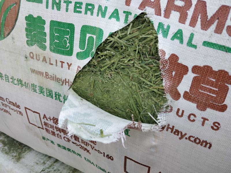 美国贝利一级进口苜蓿港口现货