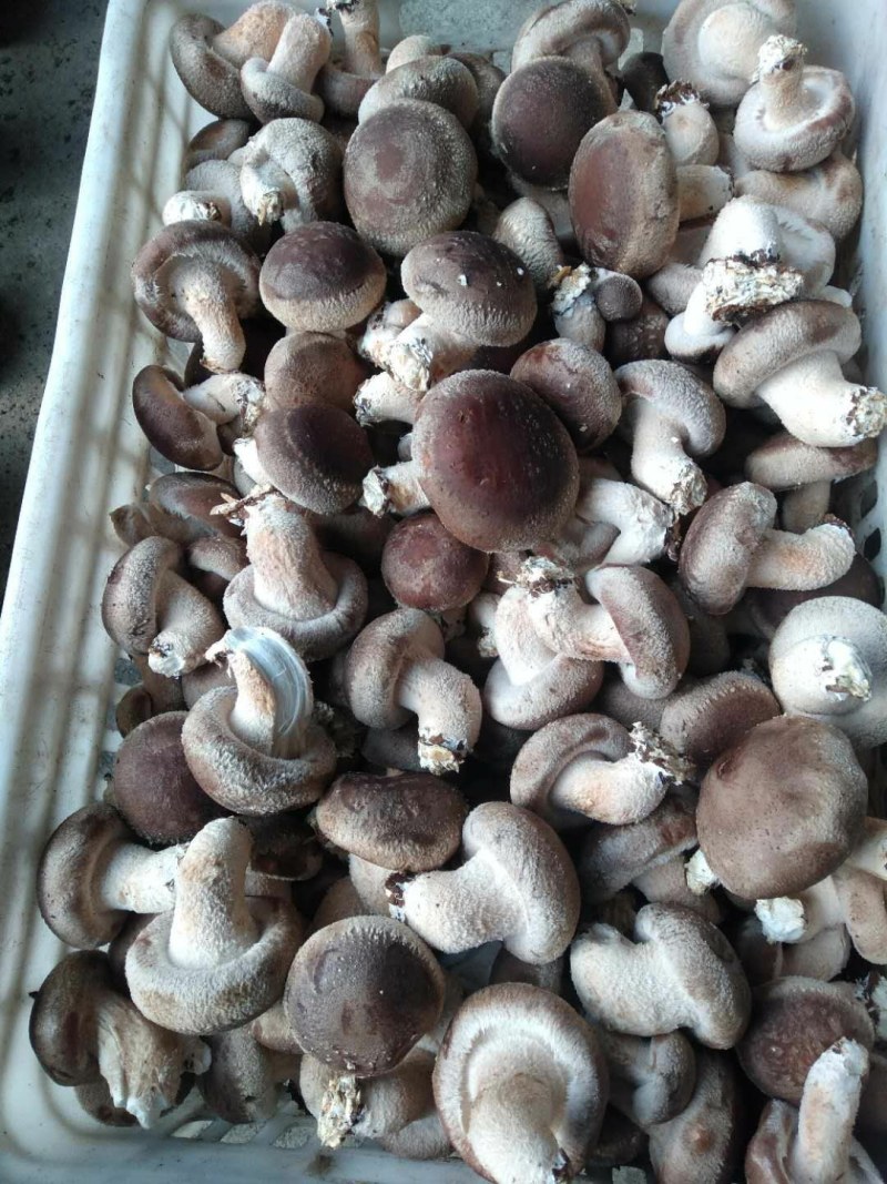 批发零售。食用菌货鲜香菇。