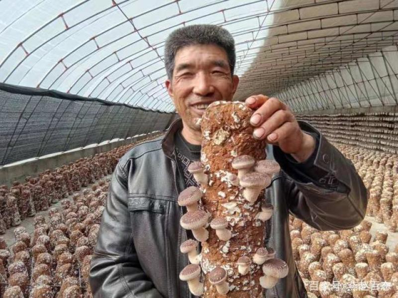 批发零售。食用菌货鲜香菇。