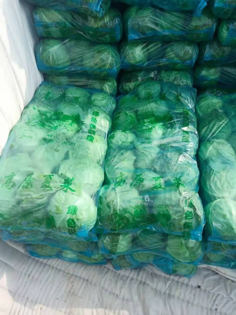 甘蓝基地大量有货，品质好，一手货源有专业的工人