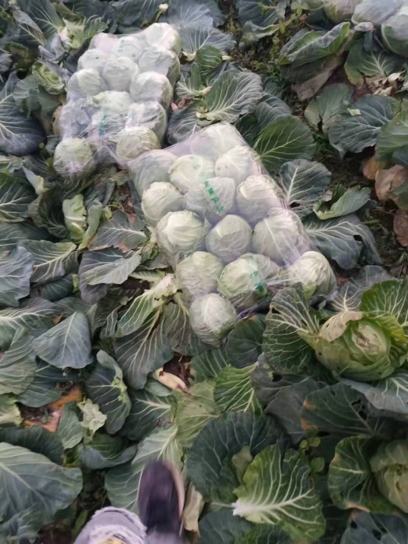 甘蓝基地大量有货，品质好，一手货源有专业的工人