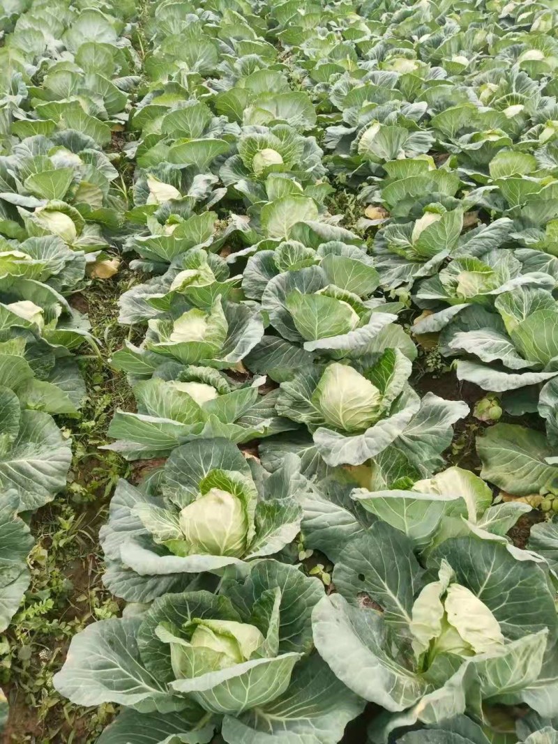 甘蓝基地大量有货，品质好，一手货源有专业的工人