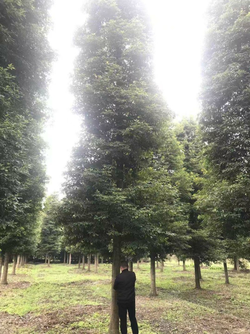 小叶桢楠，成都小叶桢楠基地，小叶桢楠批发