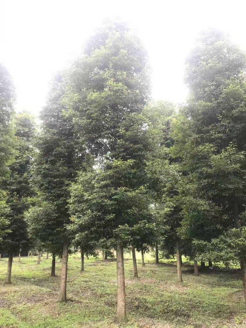 小叶桢楠，成都小叶桢楠基地，小叶桢楠批发