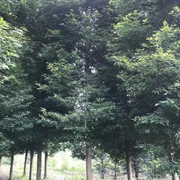 小叶桢楠，成都小叶桢楠基地，小叶桢楠批发