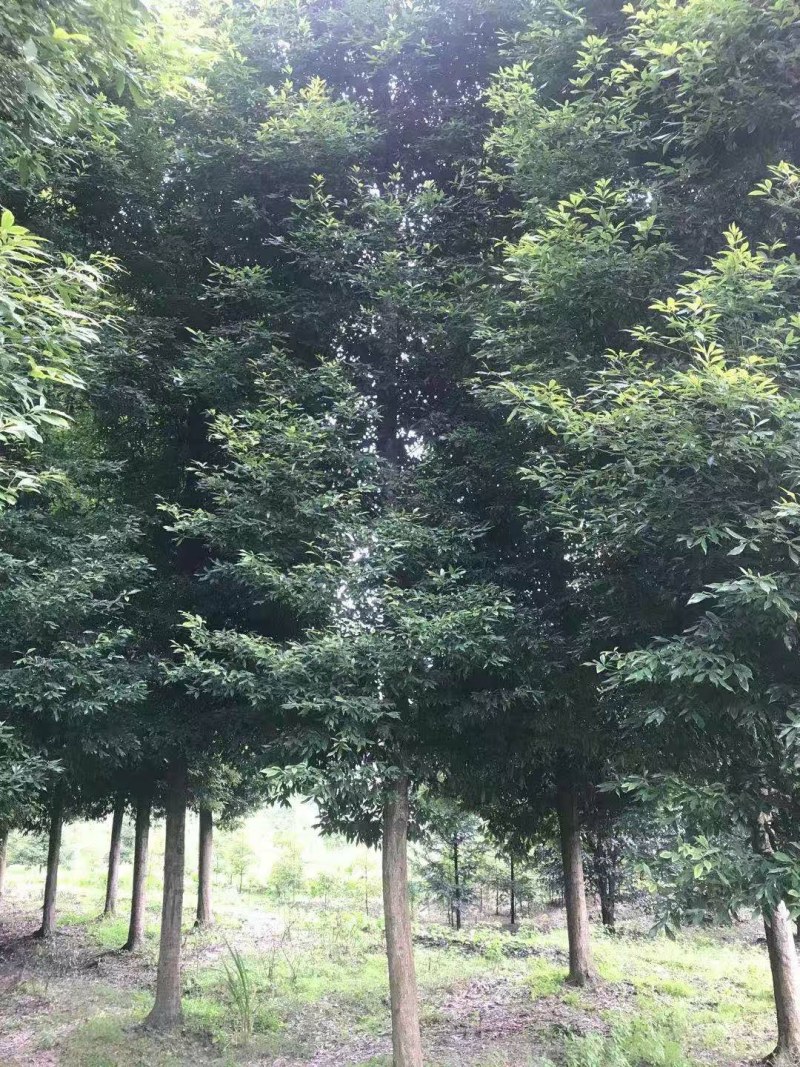 小叶桢楠，成都小叶桢楠基地，小叶桢楠批发