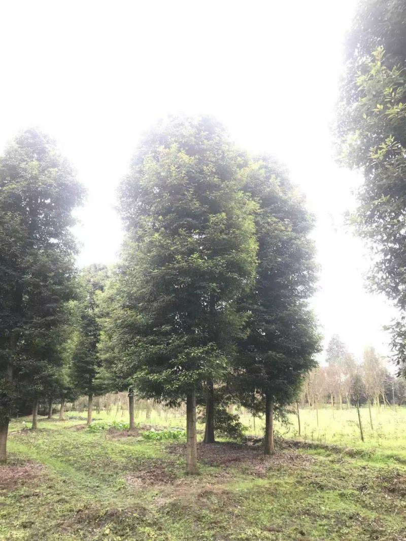 小叶桢楠，成都小叶桢楠基地，小叶桢楠批发