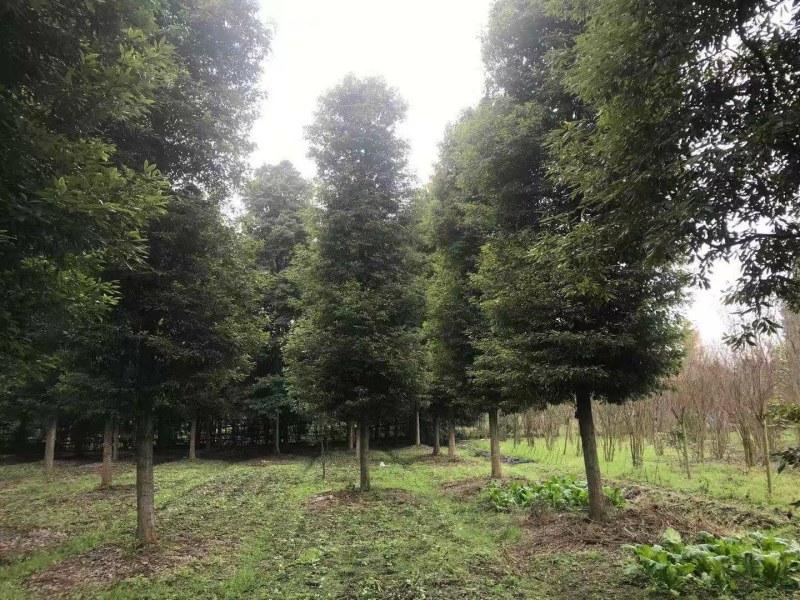 小叶桢楠，成都小叶桢楠基地，小叶桢楠批发