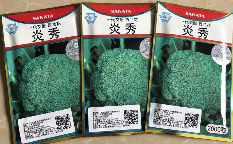 青花菜种子耐寒炎秀西蓝花种子抗性好产量高品质好