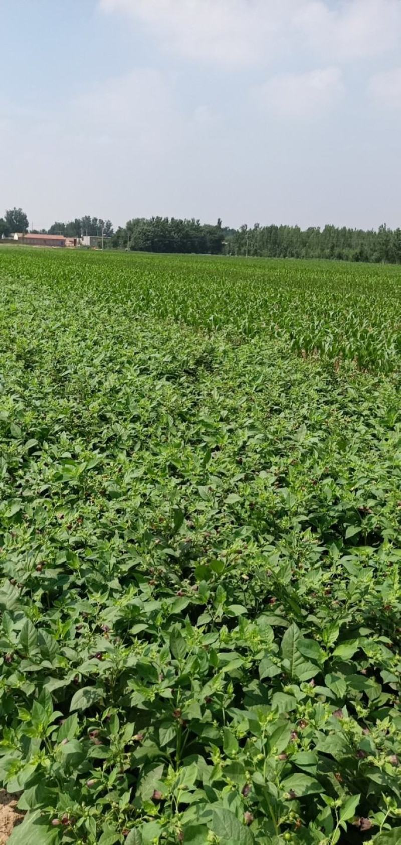 河北悦农中药颠茄草种植合作社